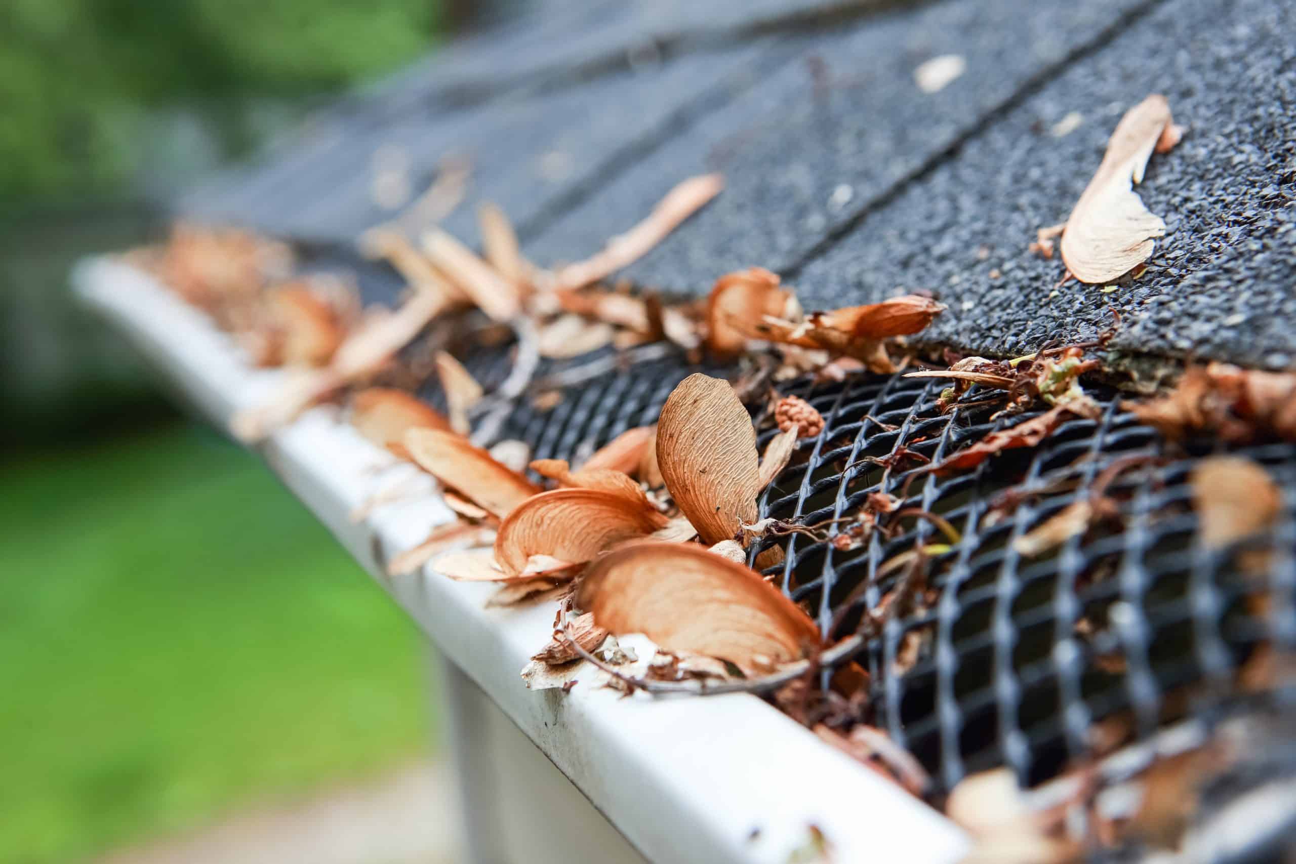 Leaves resting on top of a mesh gutter guard